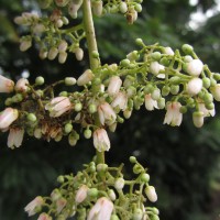 Toona sinensis (Juss.) M.Roem.